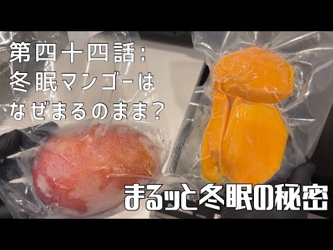 【第四十四話】カットと丸ごとどっちが美味しい！？ 〜 まるっと冬眠の秘密 〜