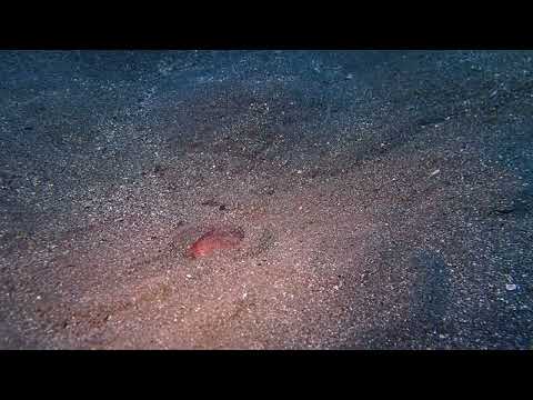 ＊ウニ＊ブンブクが潜る姿を観察する2024.4.29.浮島ビーチ