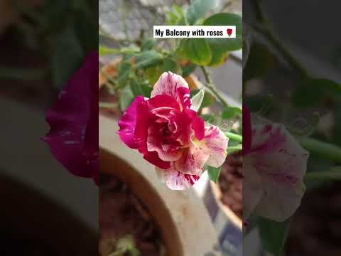 Rose plant| My Balcony with roses| blooming 🌹#shortsvideo  #gardening #roses #bloom