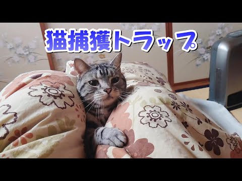 猫捕獲おふとんトラップ（アメリカンショートヘア）