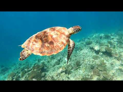 海がめと泳ぐ - 石垣島大崎海岸タチイ浜