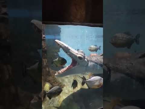 Marine World l Chavakkad India's Largest public Aquarium