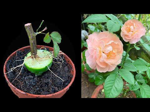 Roses will grow thousands of roots when this fruit sap is applied