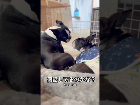 #ボストンテリア #bostonterrier #dogshorts #dog