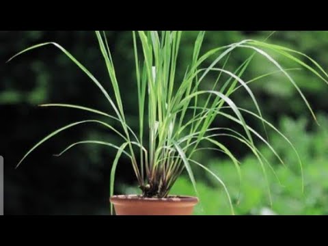 Lemon Grass Plant (Herbal Plant Or Repel Insects)