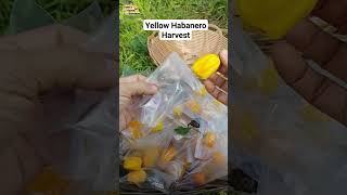 Yellow Habanero Harvest. 💛🔥#gardening #habanero #viralshorts #chiliharvest #youtubeshorts #chili