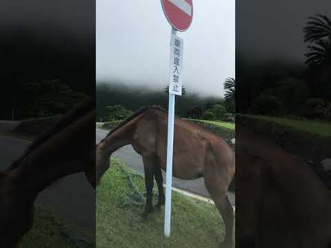 #日本一周バイク旅　49  宮崎　都井岬　野生馬