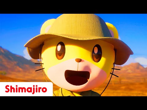 The Savannah and its animals! 🦓🦁🦒🐘 | Sing & Learn with Shimajiro | Kids Songs & Nursery Rhymes