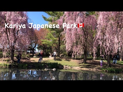 BEAUTIFUL Spring Blooms -Cherry Blossom at KARIYA Japanese Park 🇨🇦Mississauga. Let's Go!