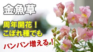 金魚草の育て方 園芸の基本が全て学べるのがこのお花！