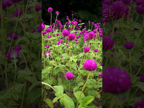 Stunning Nature's Beauty: Beautiful Flowers with Original Folk Acoustic Music