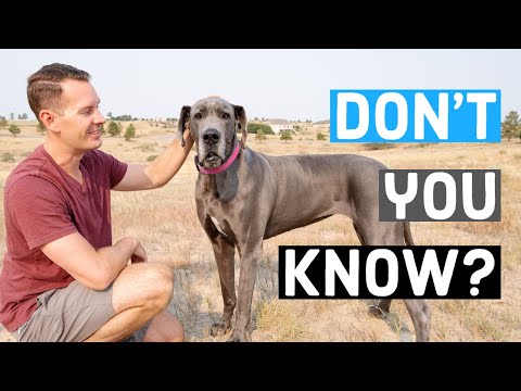 11 Things That ONLY A Great Dane Parent Would Understand!