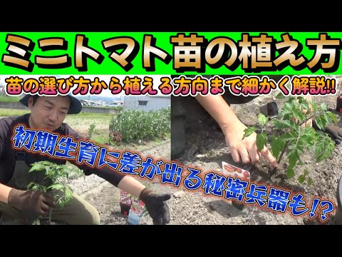 【ミニトマト】意外とやる事が多いミニトマト苗の植え方!!【家庭菜園】【園芸】【プチトマト】【液肥】