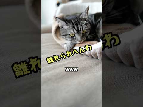 ホットカーペットから離れられない猫 #shorts #猫のいる暮らし #アフレコ