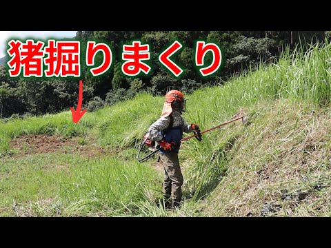 イノシシに掘り返された裏山を草刈りする！