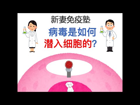 ②病毒是如何潜入细胞的？＜通俗易懂新冠解说系列＞