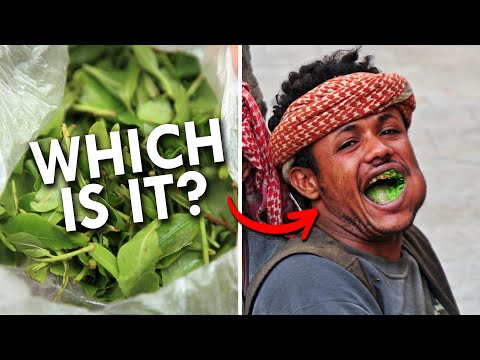 Khat: Dangerously Addictive Or Harmless Upper?