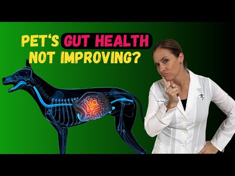 Why Your Pet's Gut Health Issues Don't Improve - Holistic Vet Advice