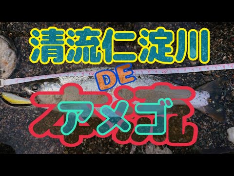 清流仁淀川 本流 やっと良いサイズ出た！