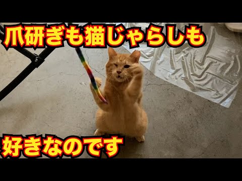 コニたんは、爪研ぎも猫じゃらしも好きなのです