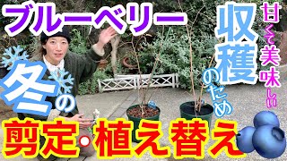 【ブルーベリー】剪定&植え替え / 美味しい実を収穫したいなら、今やらなきゃダメ‼️/ 3年生の株で実践 / どんな枝に実がつくの？どんな土・鉢なら上手く収穫できる？新マルチあり【ガーデニング】