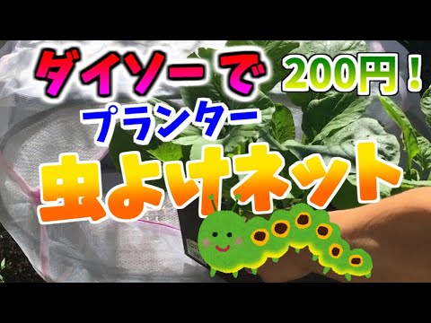 ダイソーの100均グッズで、プランターの虫よけネット！無農薬栽培したいなら必見です。