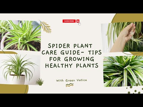 CHLOROPHYTUM SPIDER PLANT CARE GUIDE - Tips for Growing Healthy Plants