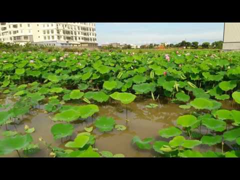 20170708觀音蓮花季賞蓮