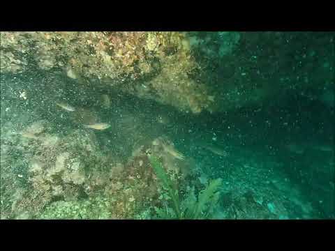 ネンブツダイ2024.8.12(山口県周防大島町小水無瀬島)