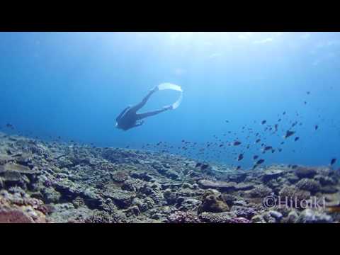 沖縄本島のサンゴが綺麗なビーチで素潜り（今帰仁村崎山ビーチ）