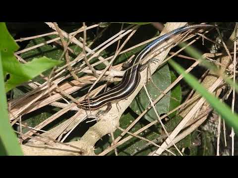 麗紋石龍子 Five-striped blue tailed skink