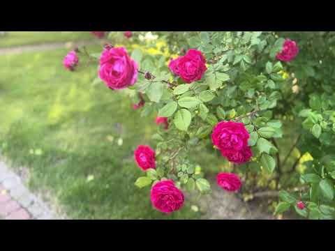 Розы (Футаж для ВидеоМонтажа) Roses Footage for the free use