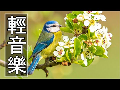 【非常好听】🎷🎷週末聽50首最好的老音樂 🌺早上最適合聽的輕音樂 🎵 每天調心洗滌心性 - 薩克斯風 - 無廣告音樂  - 轻音乐 - 探戈老歌 Old Taiwanese Music