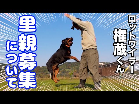 【超大型犬】ロットワイラー権蔵くん里親希望について