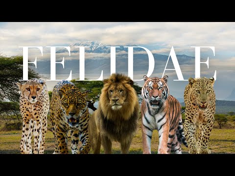 Cats of the Wild | Exploring the Adventure of Fierce Felidae Family