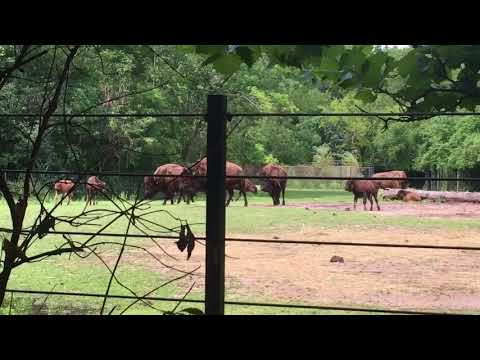 Bison running Bronx Zoo