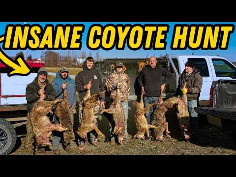 ACTION PACKED COYOTE HUNT WITH FAST DOGS!!!