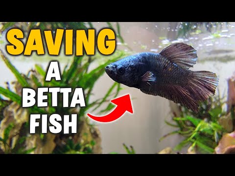 How To Save A Betta Fish Easily With Medication (Maracyn)