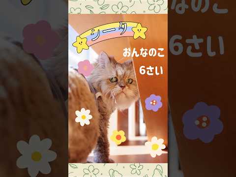 【譲渡されました！】シータ01　#shorts #cat