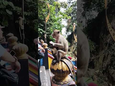 Batu caves Malaysia #nature #forest #relaxingmusic #naturesounds #kualalumpur #kualalampur #malaysia