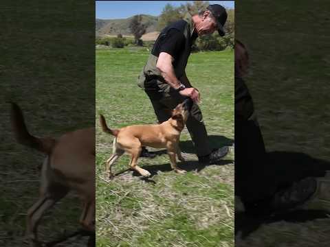 Awesome Malinois Puppy Training #shorts #puppyshorts #puppytraining #malinois #dog