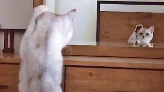 「え？ニャにコレ！？」鏡に映った自分に驚いた子猫。自身の姿を確認。