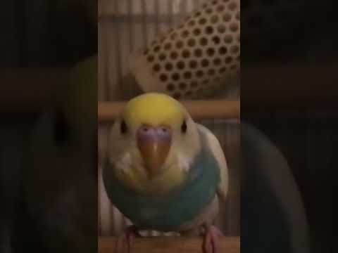 飛んでくると思ったでしょ？#shorts #セキセイインコ