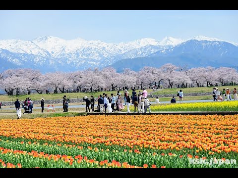 【富山朝日町】春之四重奏：立山連峰+絕美櫻花，此生必去！