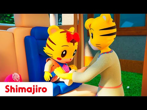 Put your seatbelt on! | Safety with Shimajiro | Kids songs & Nursery Rhymes