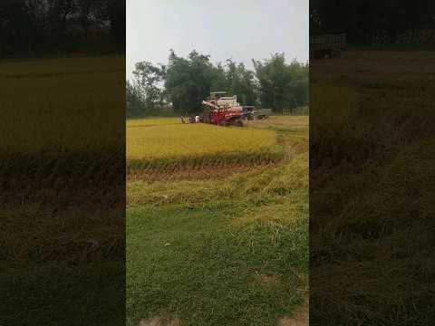 How to Paddy cutting in machine#paddy