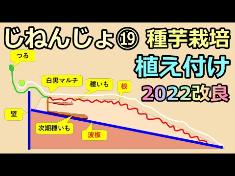 【楽々】波板自然薯ななめ栽培⑲ 来年用の種イモ植え付け 2022の改良版