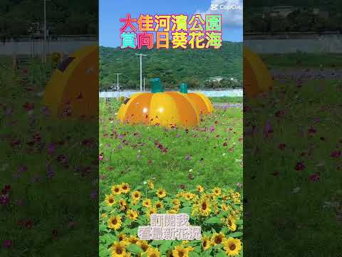 大佳河濱公園向日葵花況