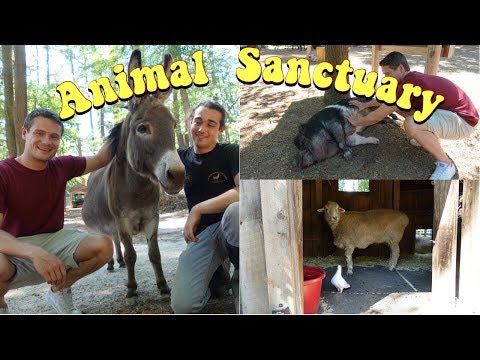 Why Animal Sanctuaries are BETTER than Zoos...