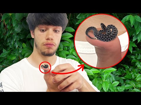 World's Smallest Rattlesnake!